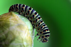 Caterpillars and culture; putting the customer experience at the heart of transformation