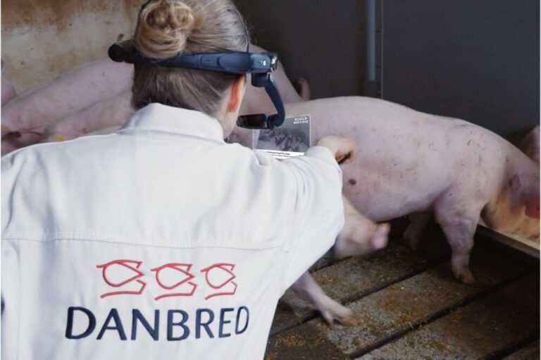 Biotechnology Firm DanBred Breeds Success with RealWear Assisted Reality Wearables