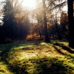 green grass field with trees